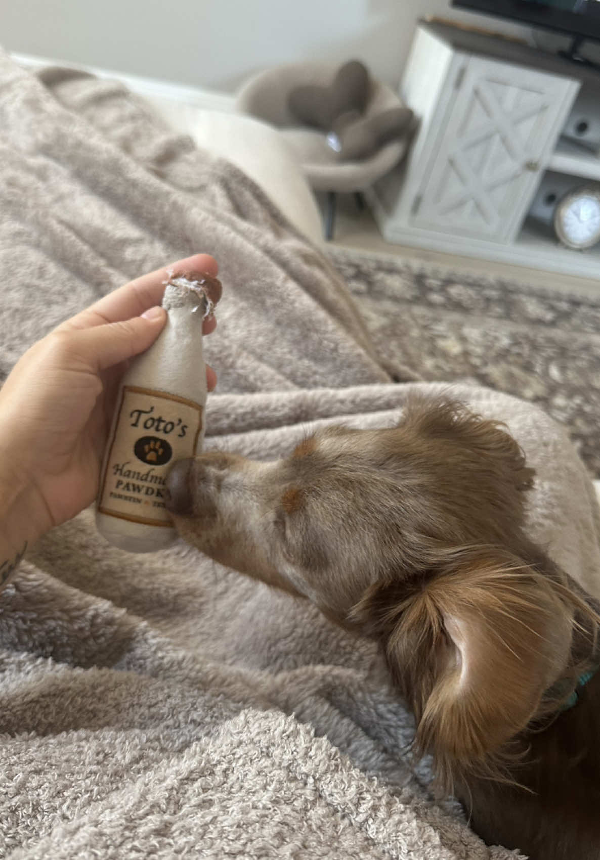 starting the morning off with some toto’s #fyp #trending #dachshund 