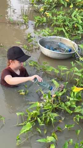 Survival fish trapping skills with a chicken for huge fish #fishing 