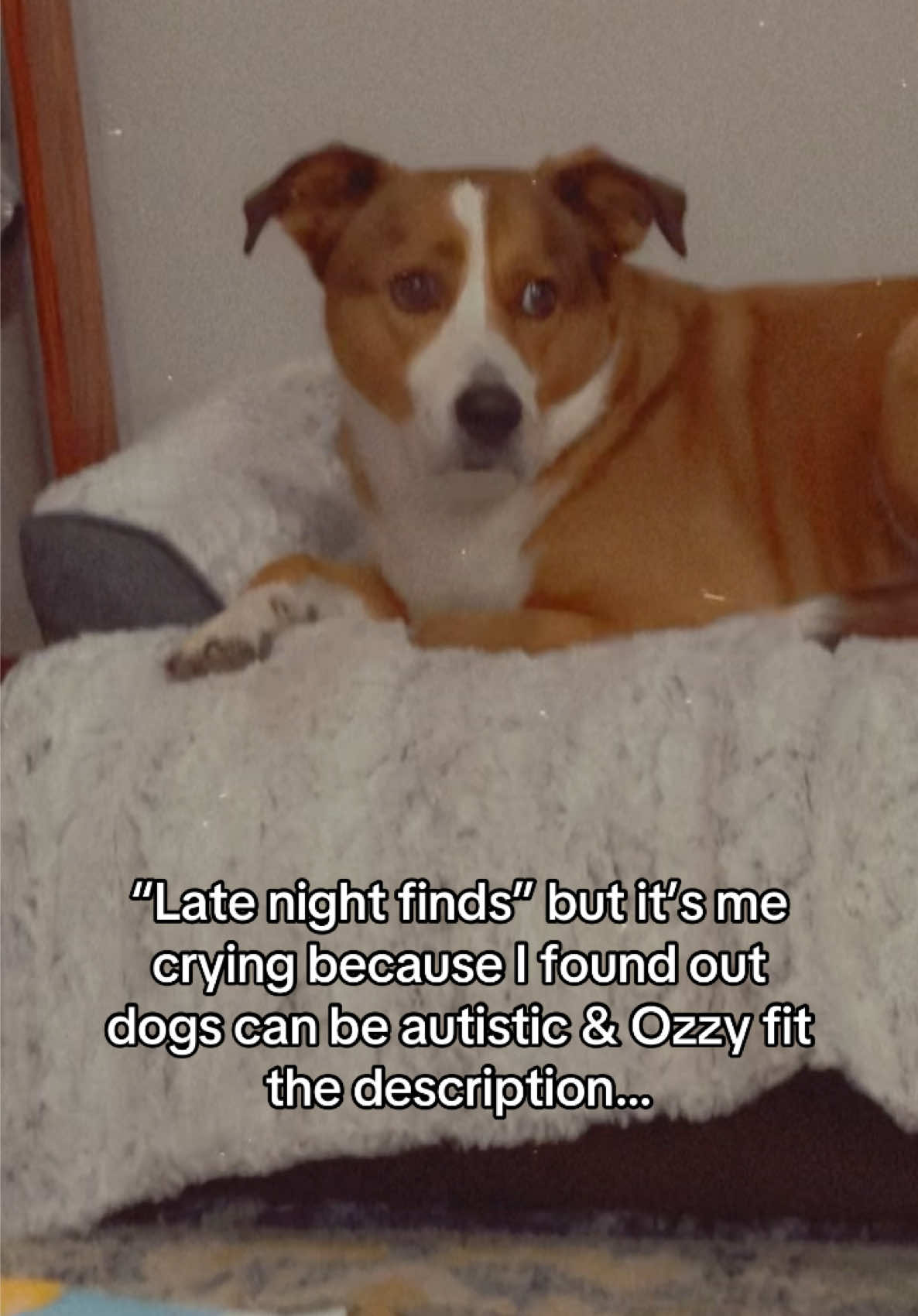 & suddenly everything about him made sense 🥹🫶🏻 🤣#dogsoftiktok #autism #latenightfinds #funny #bestfriend 