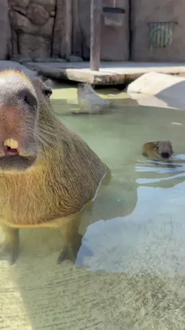 We have a very special announcement! BB8 and Chewy have welcomed in a new little addition to the family! This little one is Ahsoka, (Snips for short), and was proudly named by one of our amazing guests! Ahsoka is just a little over a week old and is already spending each day splashing in the pond.  Capybaras are precocial which means since birth they are already very independent. The baby has just started eating solid foods and because of that, their favorite place to nap is the hay bin!  Come check out Ahsoka and the family in their exhibit over by Shipwreck Cove, and if you have ever wanted the opportunity to meet a Capybara close up, you can book an encounter on our website at wildlifeworld.com/encounters  #newbaby  #capybara  #fun  #starwars  #cute 