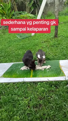 ##semangat ya puss mknya#