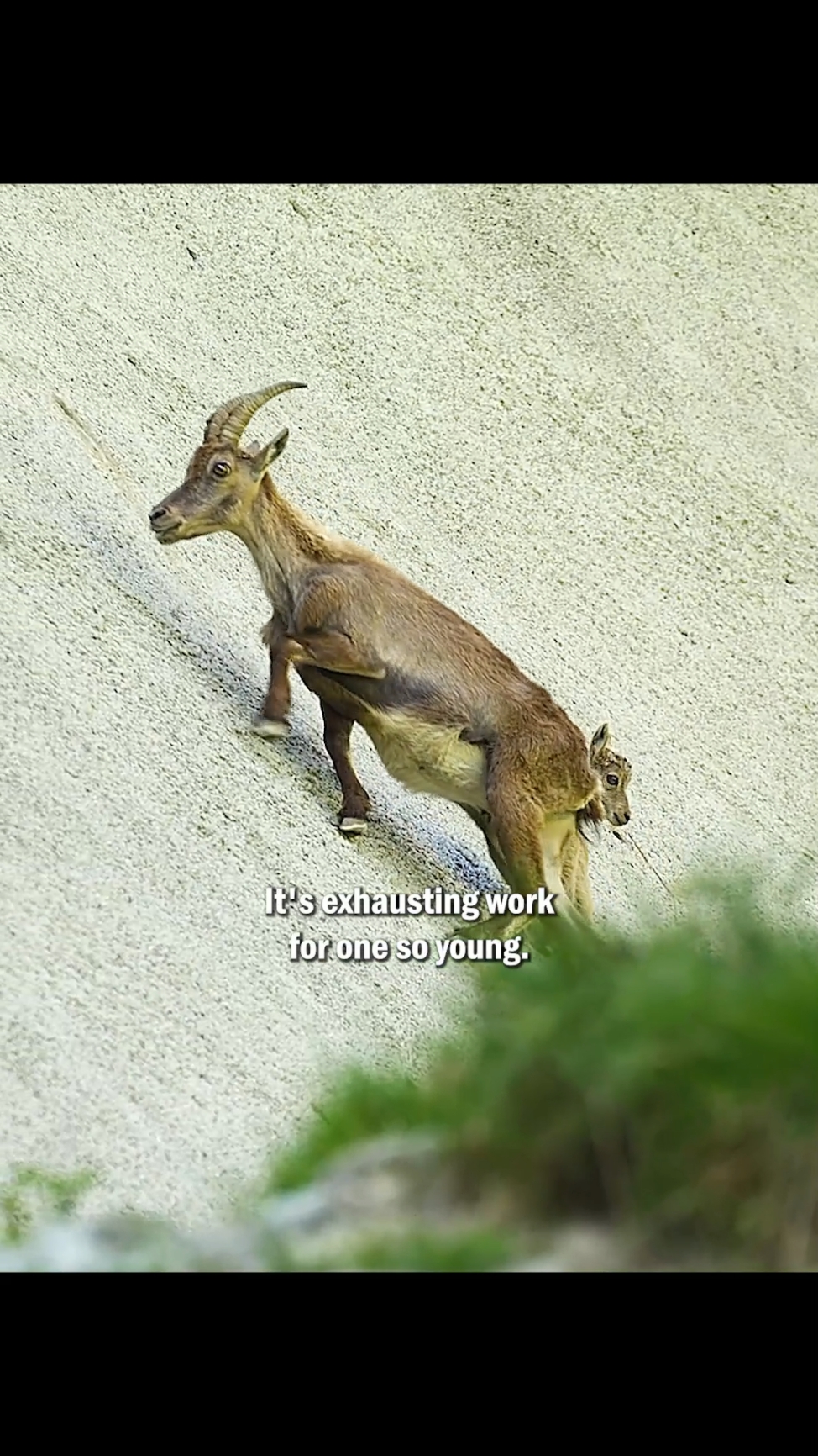 For salt, the goats have mastered the art of scaling cliffs#fyp #animals #wildlife #tiktok #goat #salt #amazinganimals #vrial 