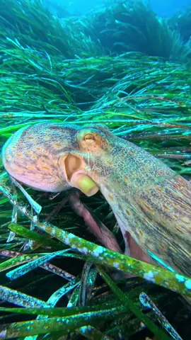Octopus vulgaris #scubavideo #scubadiving #giens #gopro12 