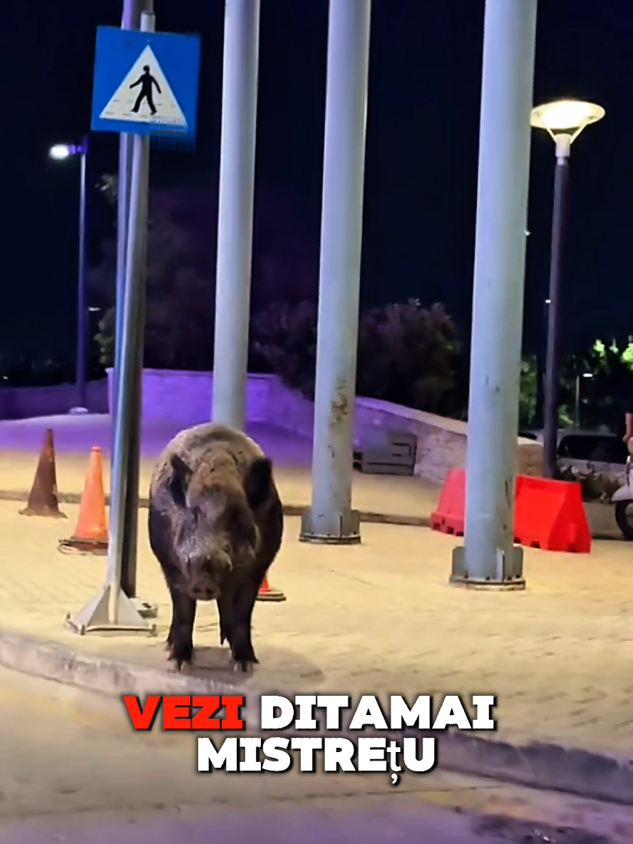 Când ești concediu, dar te ia un gând 😂