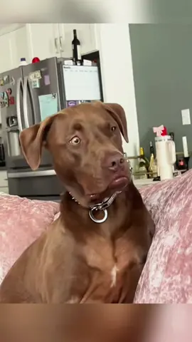 Try not to laugh when you watch 😂😂😂 #funny #dog #animals #funnyvideos #cat 