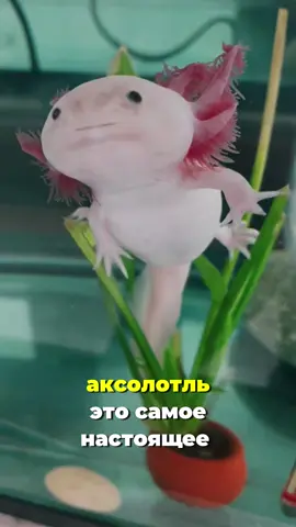 Чудо природы 😹