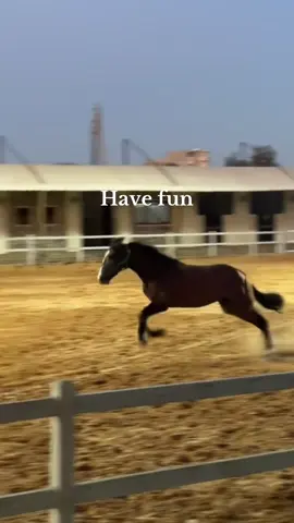 #horse #riding #equestrianlife #libya🇱🇾 #alqadisiya 