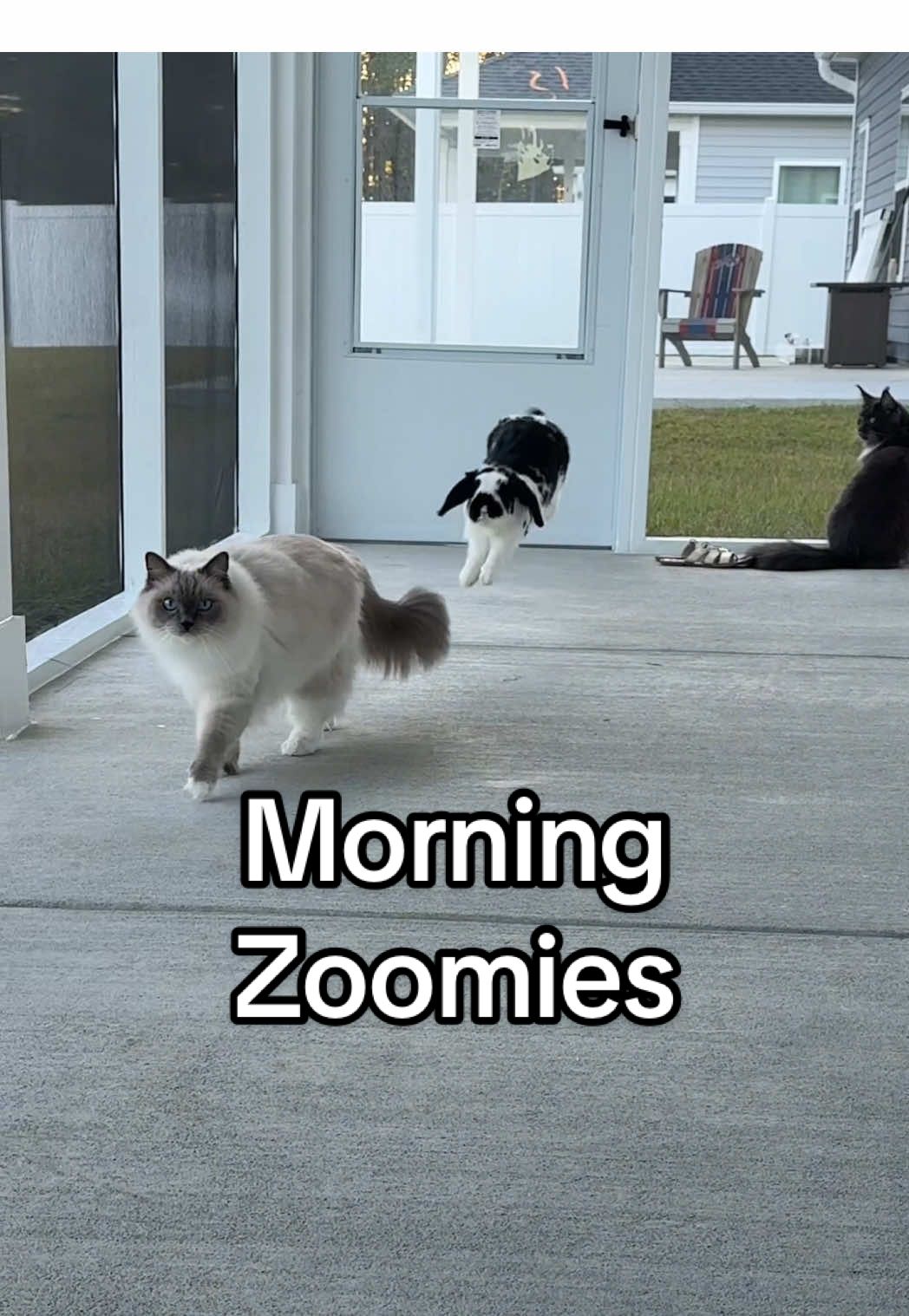 Safe to say they love it #zoomies #happycat #freeroambunny #PetsOfTikTok #funnypets