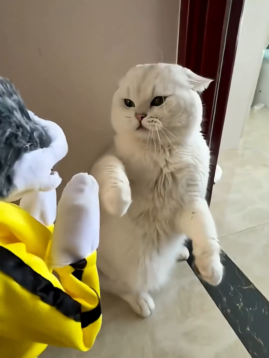 2 kata lucu, kucing kaget 🤣 #kucinglucu #kucing #dailydoseofcats #ngakak #funnycat 