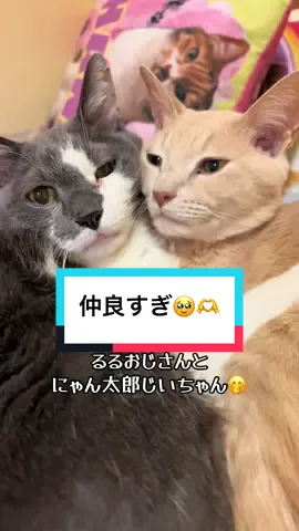 モフモフが抱き合って寝てます😚仲良すぎるだろ😮‍💨💗 #tiktok猫部 #かわいい猫 #シニア猫 #ドンキイベントに参加しよう 