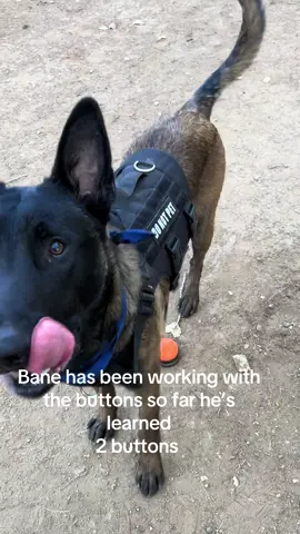 We got these buttons I’ve only worked with Bane a handful of times he catches on so quick I have to keep the buttons up or he will be pressing them all day long lol 😆 #Bane #learningtotalk #buttons 