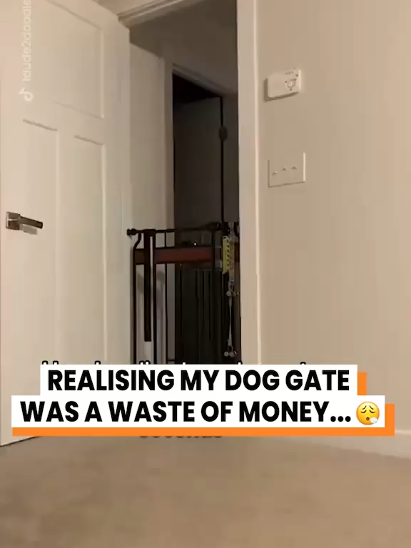 She was a fairy 🧚 (@1dude2doodles) #dogs #funnydog #dogsoftiktok #dog #shewasafairy