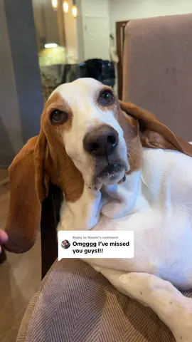 Replying to @Naomi Joey is as good as ever 😜😘 #bassethound #dogtok #dogvlog #dailyvlog #LanguageLearning 