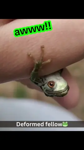 Deformities dont make you weird...they make you special & cool! ;) lol  #toad #frog #3eyes #interesting #nature 