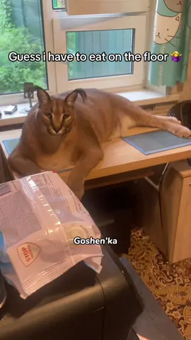 When Gosha decides to sleep on our dining table we either have to wait or eat in another room 🤷‍♀️ #cattok #funnycats #foryou 