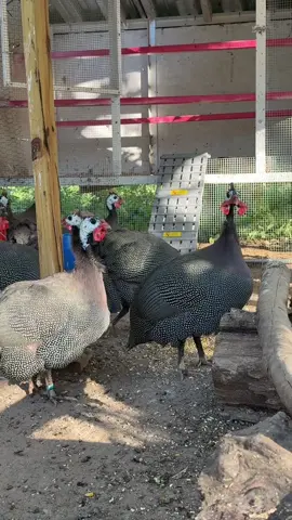 The drama, the chaos, the guineas. 🐓😂🚂” #GuineaFowl #CrazyGuineas #FarmTok #FunnyAnimals #FYP 