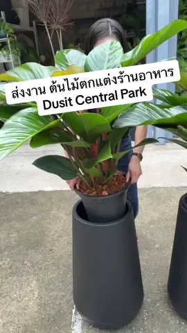 ⚡️ ต้นเศรษฐีรวยโชคสีดำ เท่ๆ สวยมากๆค่ะ พร้อมส่งตกแต่งร้านอาหารคุณลูกค้า 💚  #กระถางไฟเบอร์กลาส #ต้นไม้ฟอกอากาศ #ออฟฟิศให้เช่า #เช่าต้นไม้รายเดือน #ตกแต่งบ้าน 