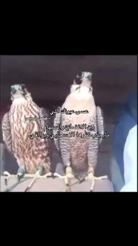 عسى عيونك اللي بين الاغضاي والسلهام مايجذب نظرها الا سحابي وبرااقي. #الرويس     #العتيبي     #هوجاس       #قصيد      #fyp 