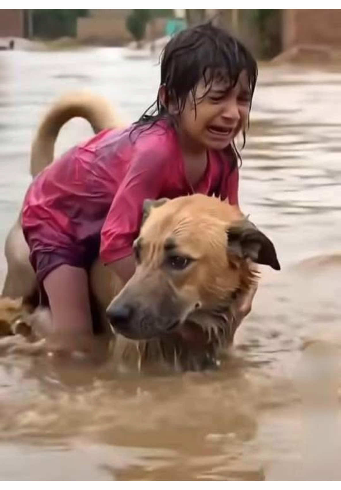 #prayersforpunjab🙏 #punjabflood #redcross #nbc #foxnews 