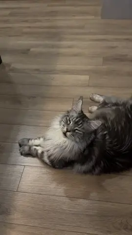 🐈‍⬛🐾 #mainecooncat #mainecoonsoftiktok #mainecoon #mainecoonlovers #mainecoonlife 