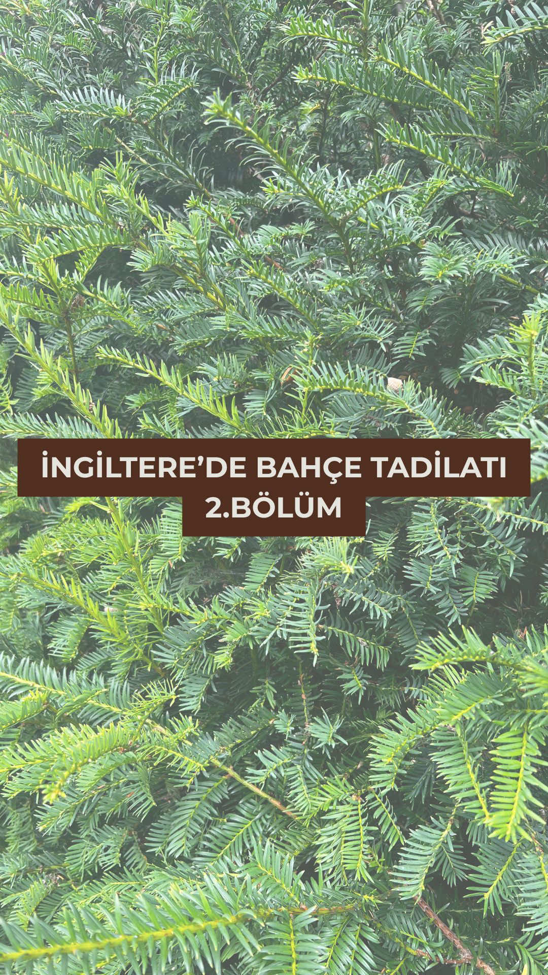 Sıra ön bahçede, sizce nasıl olmuş?  #fyp #homerenovation #lifeintheuk #garden #gardenproject 