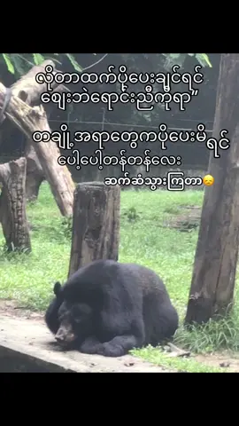 #tiktok #fyppppppppppppppppppppppp #နိုးကပ်ပရှင်😆 #crdစာသား 
