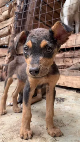 POV: you stayed for 10 seconds and push 2 buttons so I can find help for my rescues