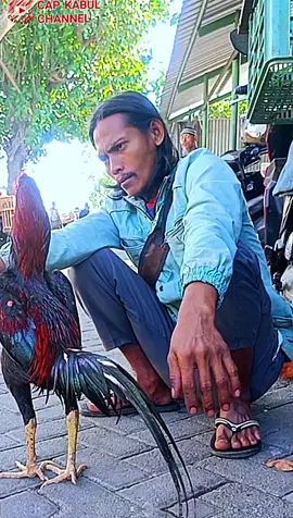 abang aji sang legenda pitek #ayambangkoksuper #fyppppppppppppppppppppppp #lucu #ayam #