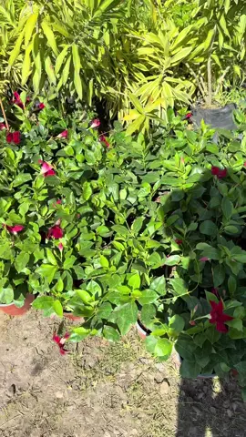 Ingresando solo bellezas a tu vivero favorito ❤️🌸. Visítenos en Siguatepeque frente a la mundial  o contáctenos al 9863-6652 😇 #plantas #viverosdeflores #enredaderas #mandevillaplant #bougainvillea 