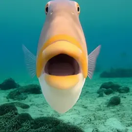#fish #funny #fyp