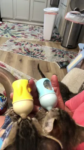 #petparent #babybottle #kitten #kittensoftiktok #adorable 