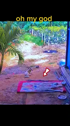 snake attacks dog, mother dog protects her children #dog #animals #foryou #fypシ゚viral #foryourpage 