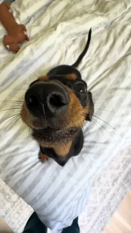 awooo #dachshund #minidachshund #dog #howling 