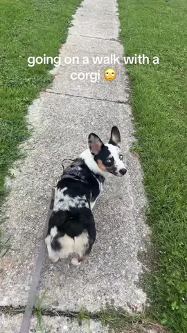 he has many fans #corgi #cowboycorgi #merlecorgi #bluemerle #merle 