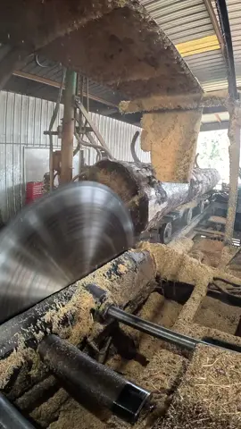 Turning a massive southern yellow pine log into a solid 12x12 beam with my 66” solid tooth saw and Cox Bros carriage. Old-school power meets precision milling! 5 optimized hashtags: #Sawmill #Woodworking #TimberFraming #SouthernYellowPine #MillingLogs