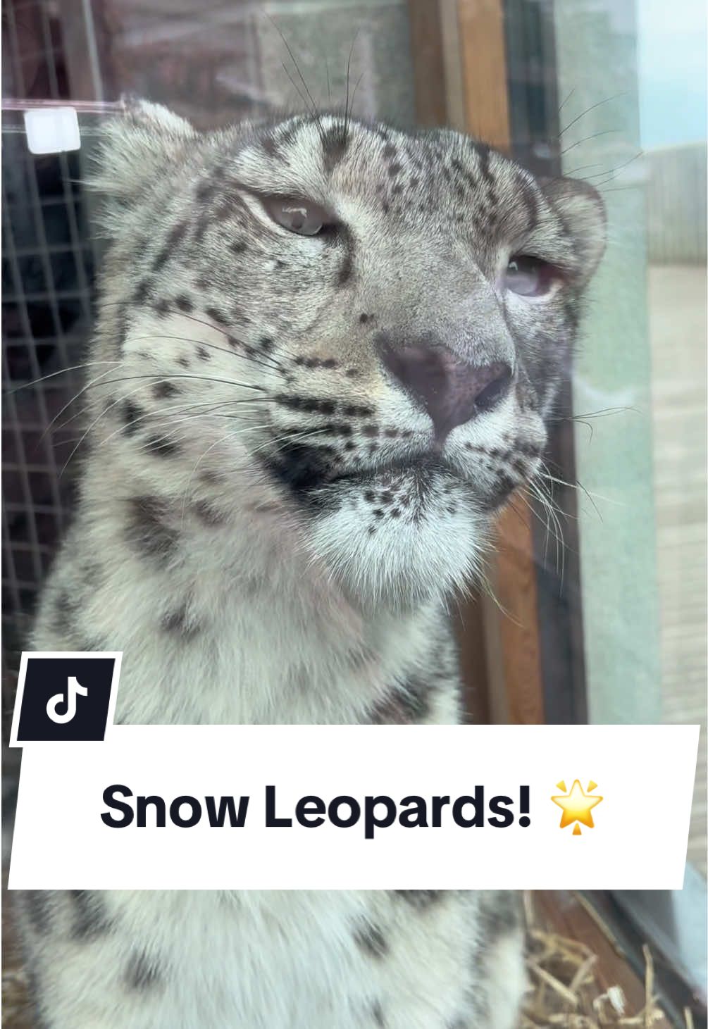 Visited the Snow Leopards at the Welsh Mountain Zoo! #snowleopard #bigcat #cat #silly #fyp 