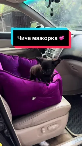 @mimi.petstore ♥️