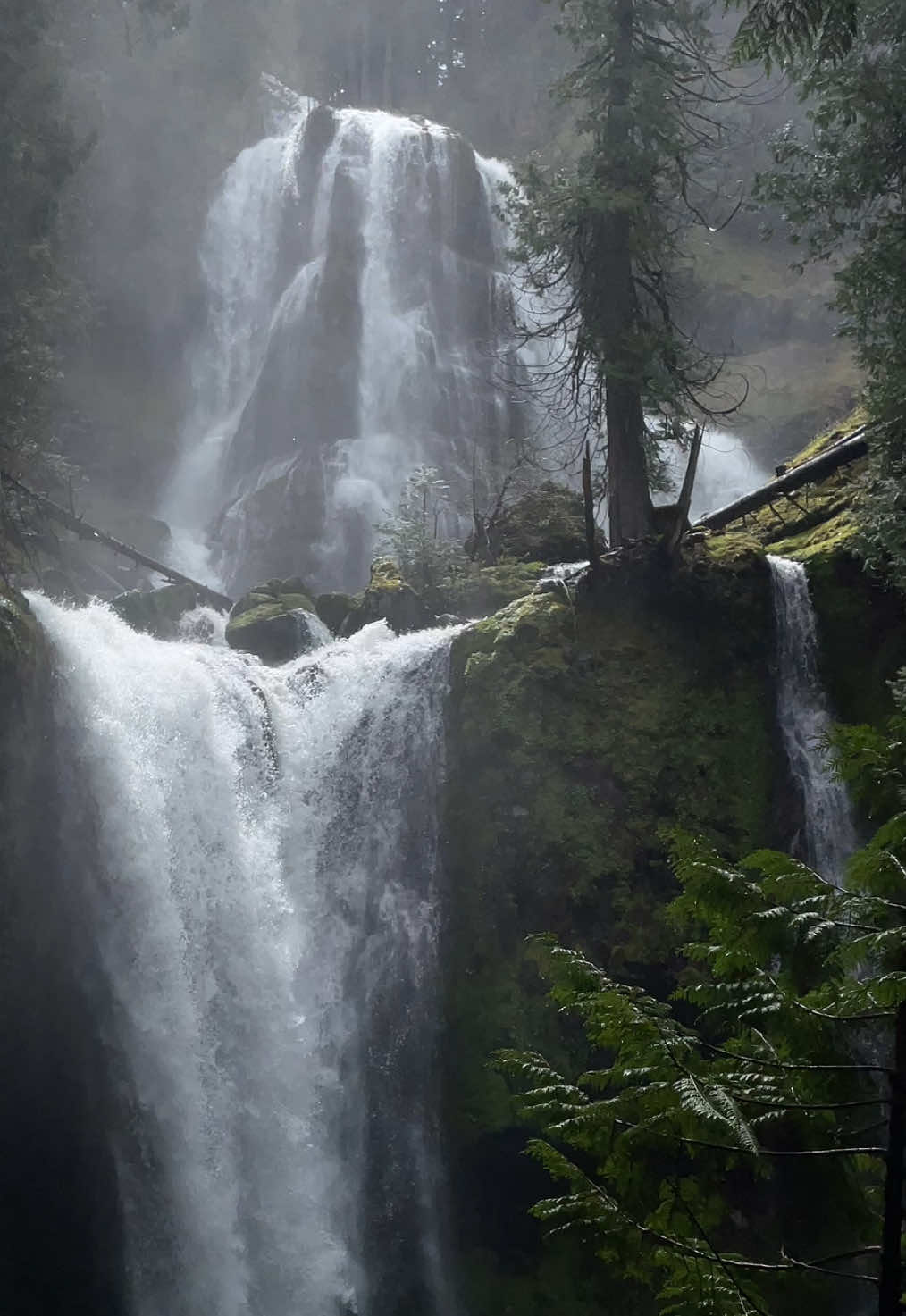 BATTLE OF THE PIGS 🐷  Gifford Pinchot National Forest  #deathcore #metaltok #metal #nature #waterfall 