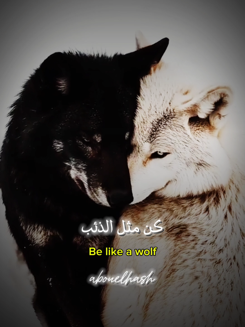 كن مثل الذئب لا يختار انثاه عبثا انما ينجذب الى من تشبهه . . . . . #خواطر #اقوال #كلمات #اقتباسات #حكم_وأمثال 