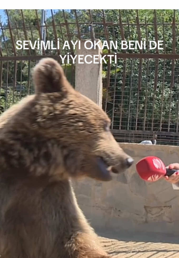 Sevimli ayı 🐻 Okan yemek yemeyi çok seviyor ❤️  . . . . #pyf #keşfet #viraltiktok #keşfetbeniöneçıkar #buvideopatlar 