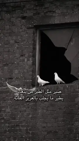 الطيور التي تولد في  القفص، تعتقد أن  الطيران جريمة.🤍 #viralvideo 