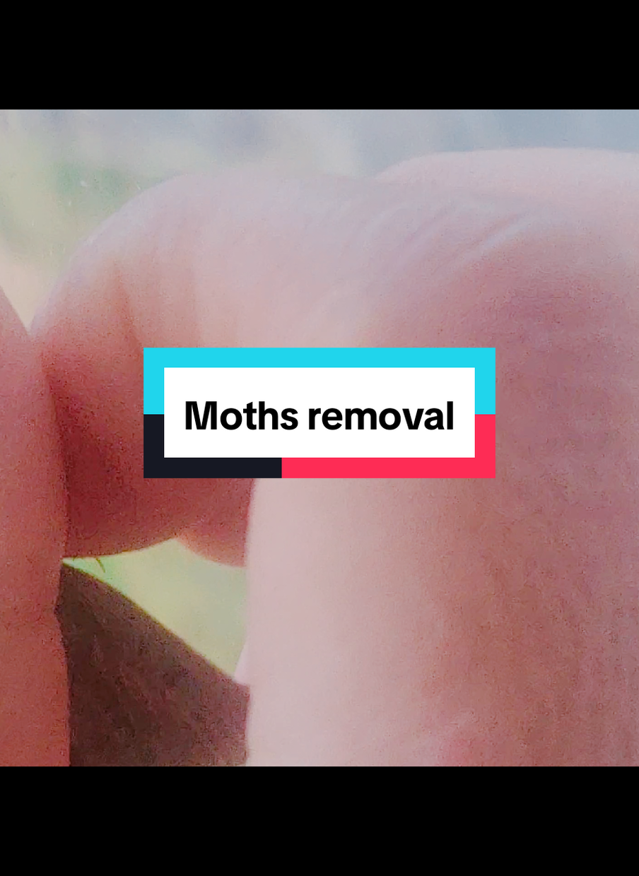 #moths 