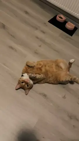 Hi 👋🏻🐱🐾 #hello #cat #catsoftiktok #redcat #fyp