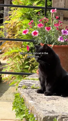 we cat-proofed the garden and they have now discovered that the outside world is full of bugs  to slap. they are delighted 🖤 #blackcat #catmeme #funnycat #oldcat #void