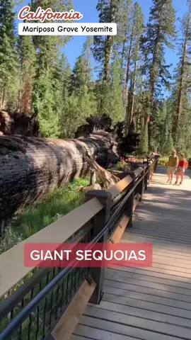 Mariposa Grove Yosemite .  Giant sequoias. Yosemite  National Park, California. #viajando_ala_naturaleza #yosemite #placetovisit #mariposagrove #outdoor 