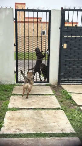 Ni los días feos paran las juntadas de estos 3 chiflados😂 #amigos #fyp #perros #dog #adopta 