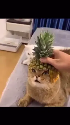 He was destined for greatness 👑 (song: ilyTOMMY - 3 AM) #ilytommy #undergroundmusic #catsoftiktok #hoodtrap #tiktok 