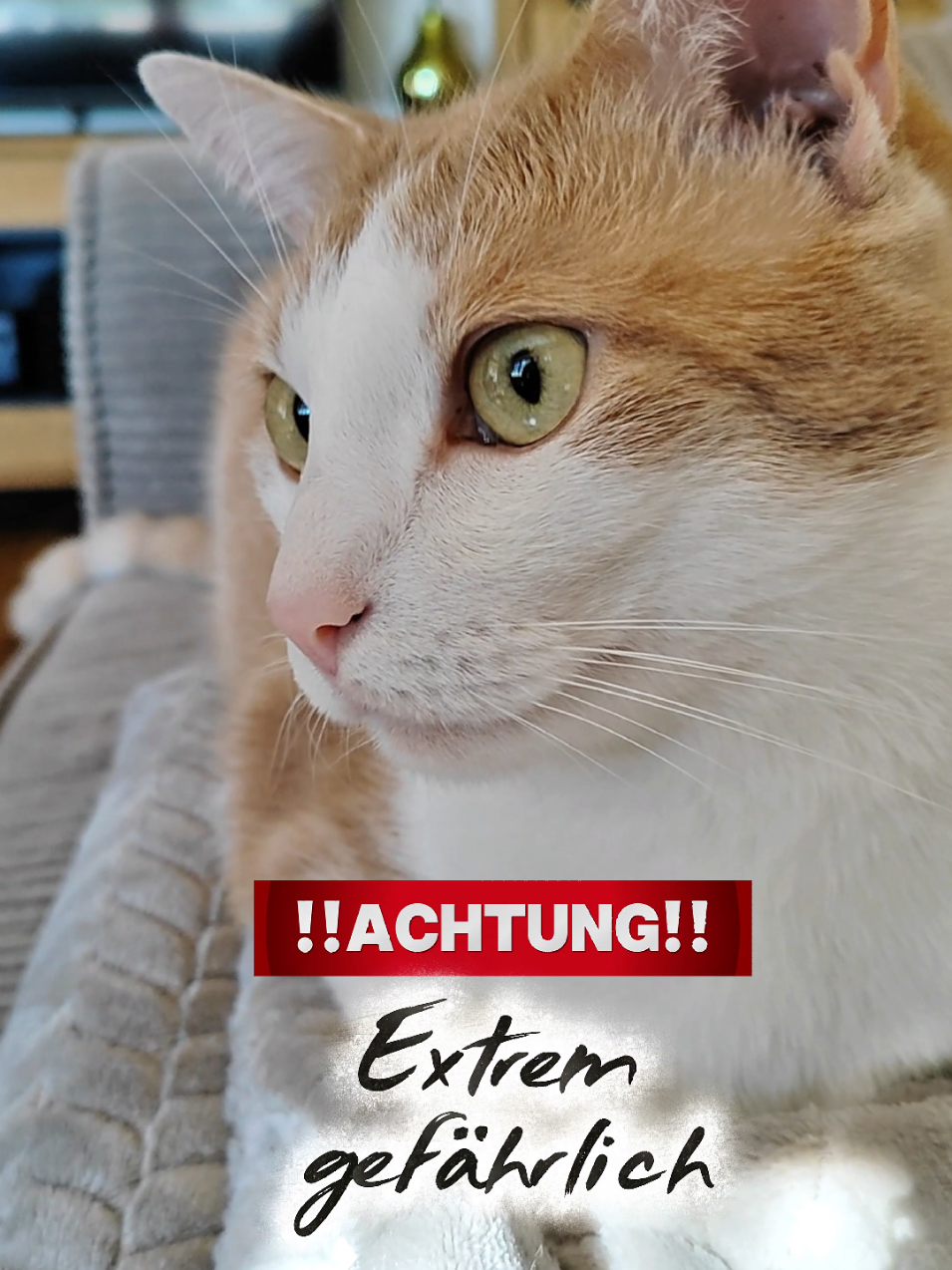 Nur für 5 Minuten das Geschenk unbeaufsichtigt stehen gelassen und schön war es passiert🥺😔Barney Hat ein Stück davon gefressen und sich im Anschluss daran drei Mal übergeben. Das Band kam zum Glück wieder mit raus und im weiteren Verlauf war alles unauffällig bei ihm. Es geht ihm also gut🙏🏼🥺💖Zum Glück🥺Ich hatte ein unglaublich schlechtes Gewissen. Inzwischen ist unser Haushalt ohne diese Geschenkbänder. Wir werden auf breite Stoffbänder umstellen für Geschenke🙏🏼💖Bitte unterschätzt die Gefahr nicht und achtet auf euren Liebling🙏🏼💖🐾😻#katzenliebe #katzenalltag #katzenvideos #katzen #katzenwissen 