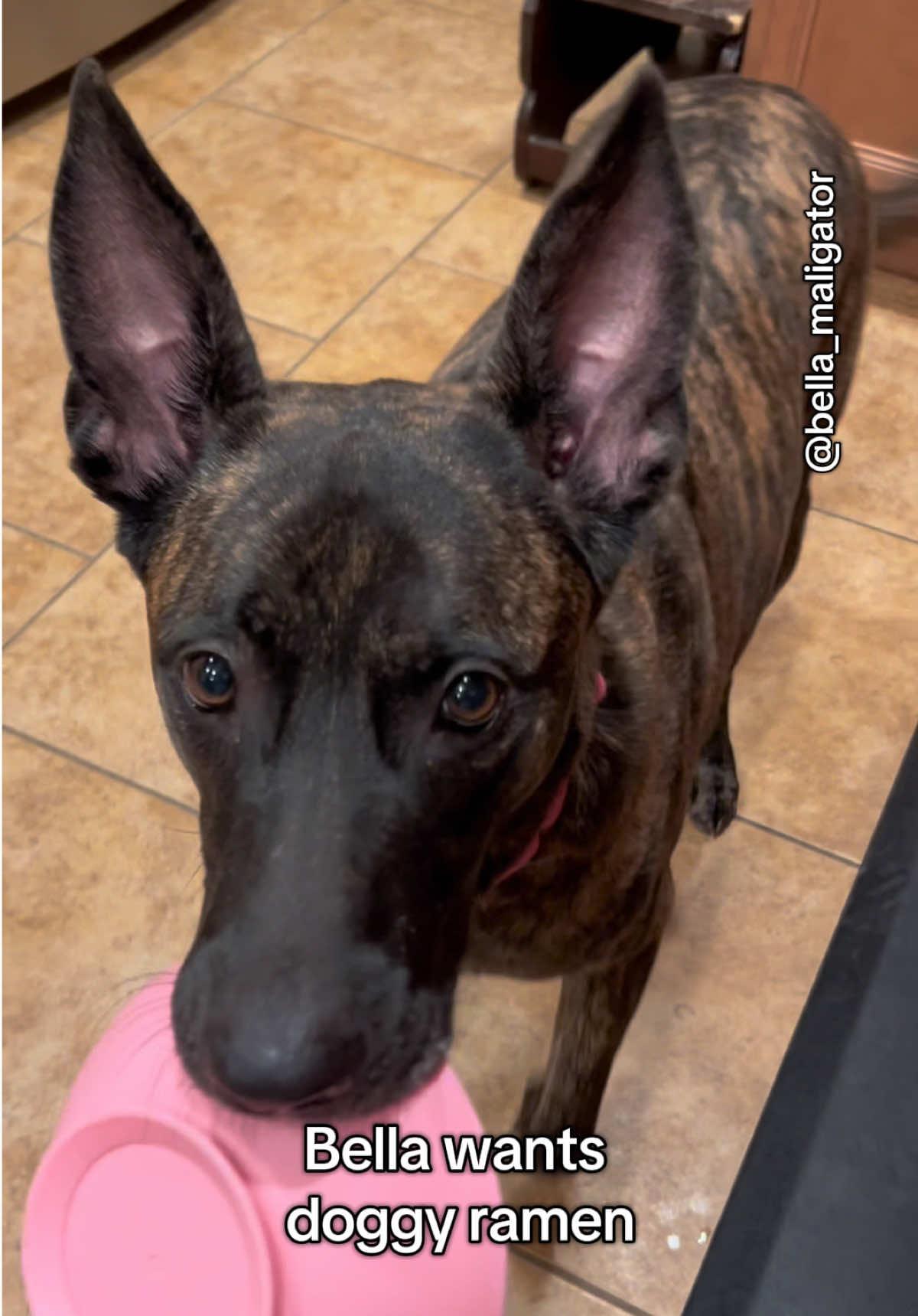 Bella loves PatPat noodles, save 20% with code BELLA20 @Pat Pat Noodles #doggyramen #bellaapproved #probioticsnack 