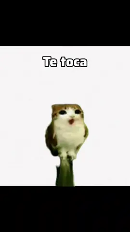 especial 7k subs gracias a todos 😭 #meow #meowl #cat #verdadoreto #meowlover 